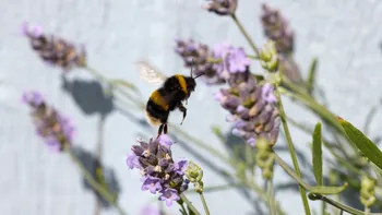 Bee taking off from Lavendar.jpg